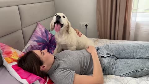 Golden Retriever Puppy Wakes up his Human Mom for a Hug