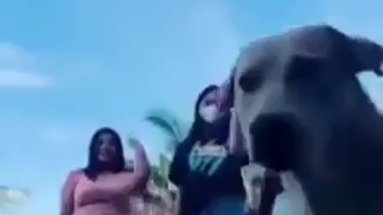 Funny dogy