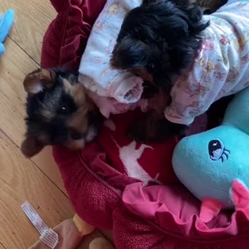 Adorable Yorkie Puppies Wrestle Each Other