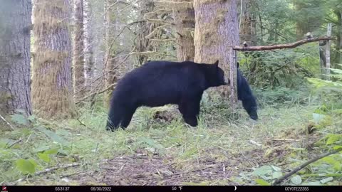 Bear vs Mirror