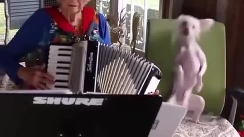 Old Lady rocks it out with her Funny Dog!!