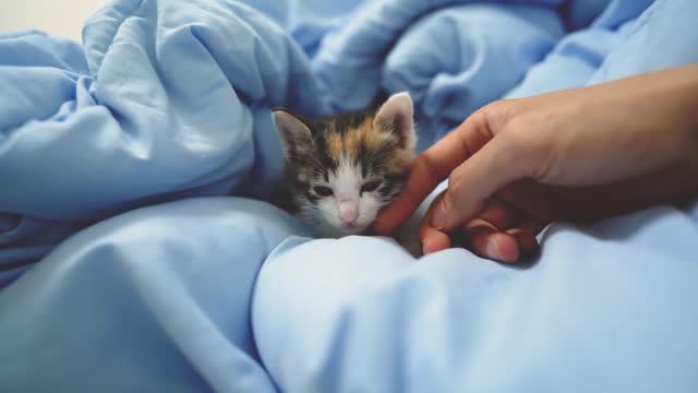 The Baby Cat Holds My Hand Tightly with her Tiny Hands While Sleepin