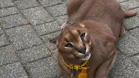 Why you shouldn't have a caracal as a pet