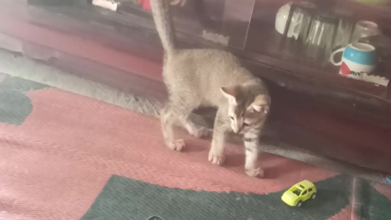 Cat watching moobile