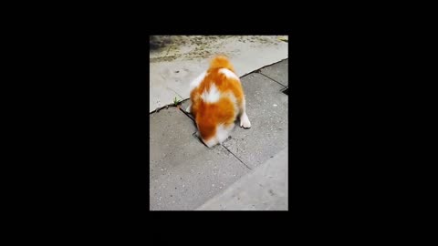Compilation Funny Pet Video 2