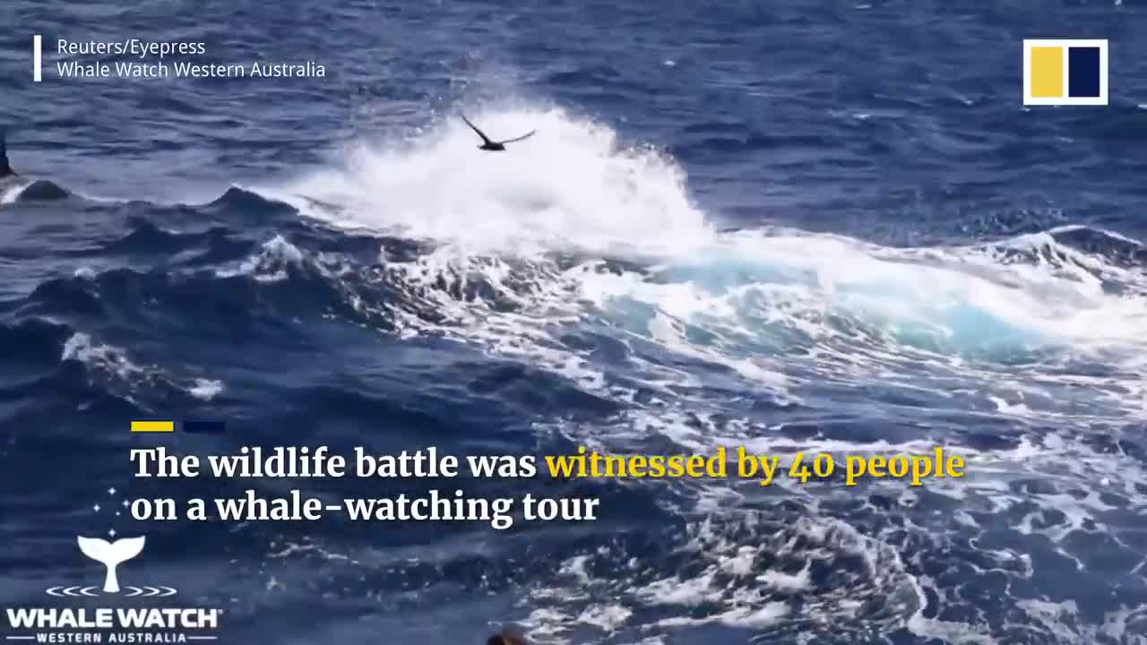 Blue whale devoured alive by