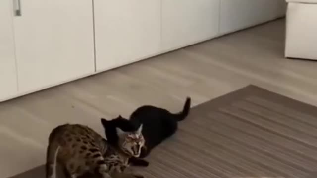 cat funn video animal love