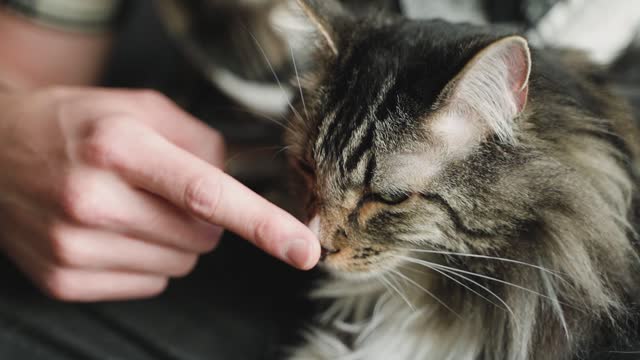 Touch Cat Nose by Hand