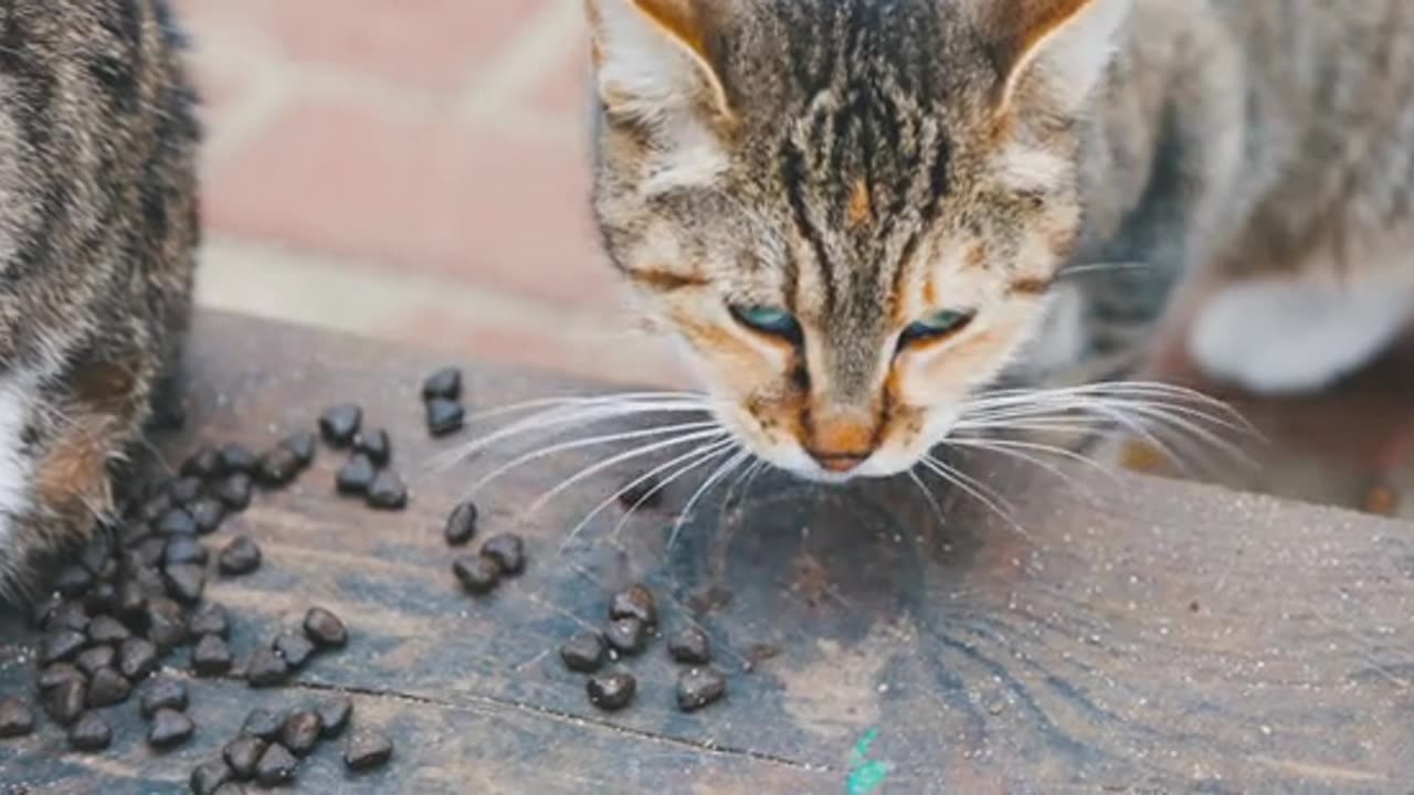 Cat video