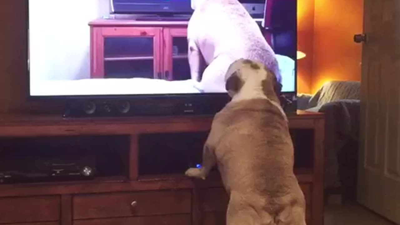 Bulldog Watches Viral Video Of Herself, Her Reaction Left Us Speechless!