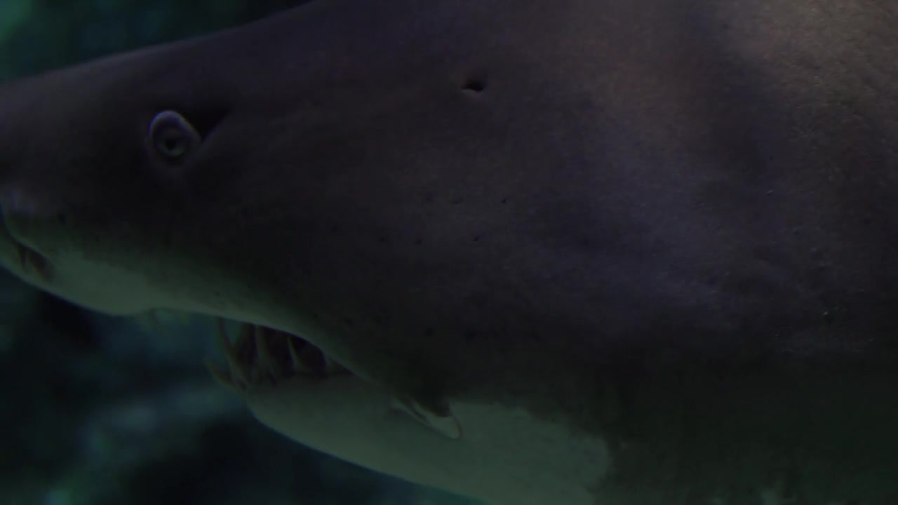 Testing if Sharks Can Smell a Drop of Blood