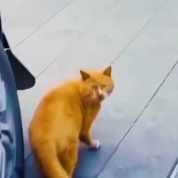 Funny Orange Cat Behaviors