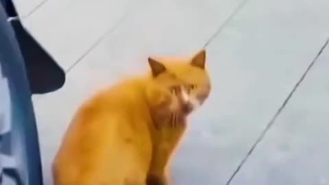 Funny Orange Cat Behaviors