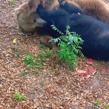 Brown Bear & Black Bear Snuggles! 🐻