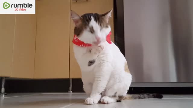 Beautiful cat video..#shorts #funny shorts video