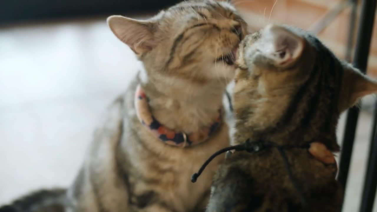 4K Lovely tabby cats licking each other