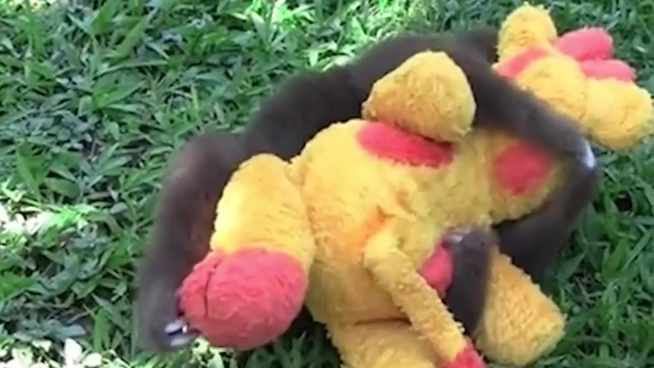 Funny Animals Videos. Rescued Sloth being cute.