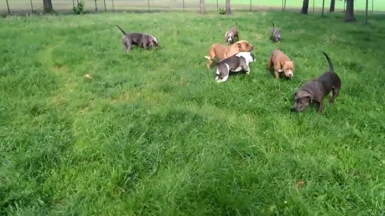 My xxl pitbulls all playing together no fight