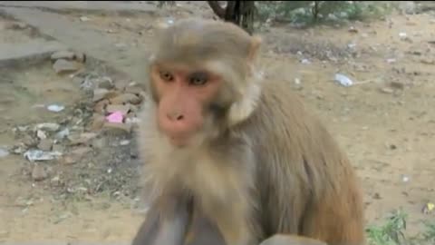Monkey eat again