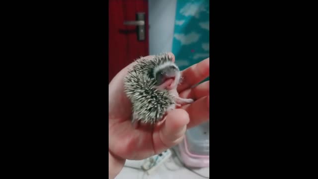 Hedgehog who likes to take a bath