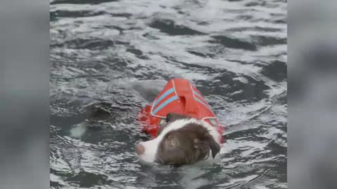 Dog is swiming