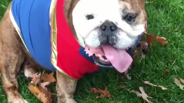 Cute Bulldog Wearing Captain Marvel Costume