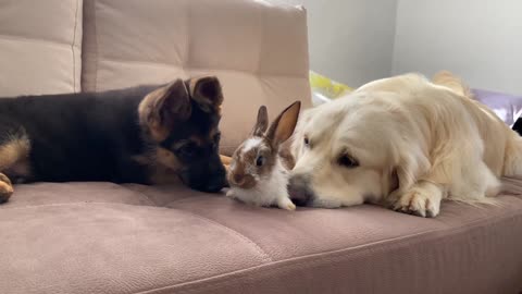 Golden Retriever and German Shepherd Puppy Meet New Baby Rabbit