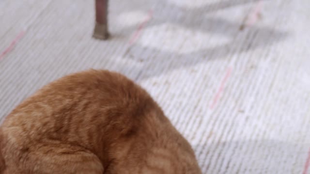 Cat video