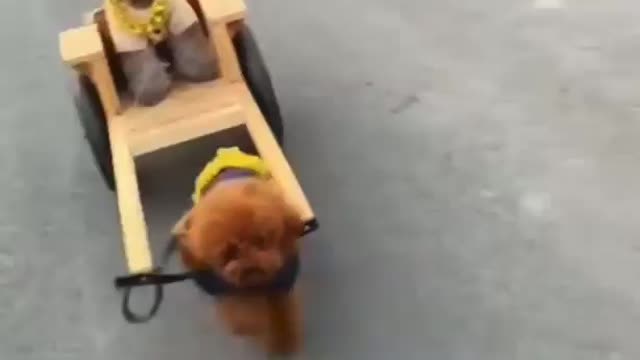 The definition of ‘roll dog’ has been accurately captured on video.