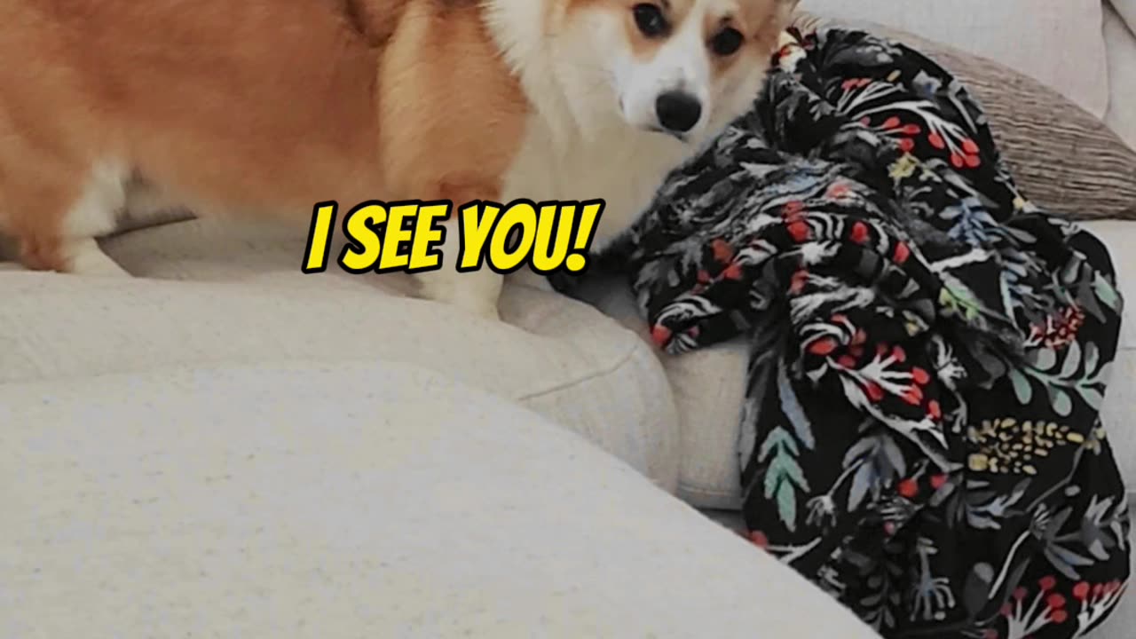 Everyone even dogs act different on camera! 🤣🐶