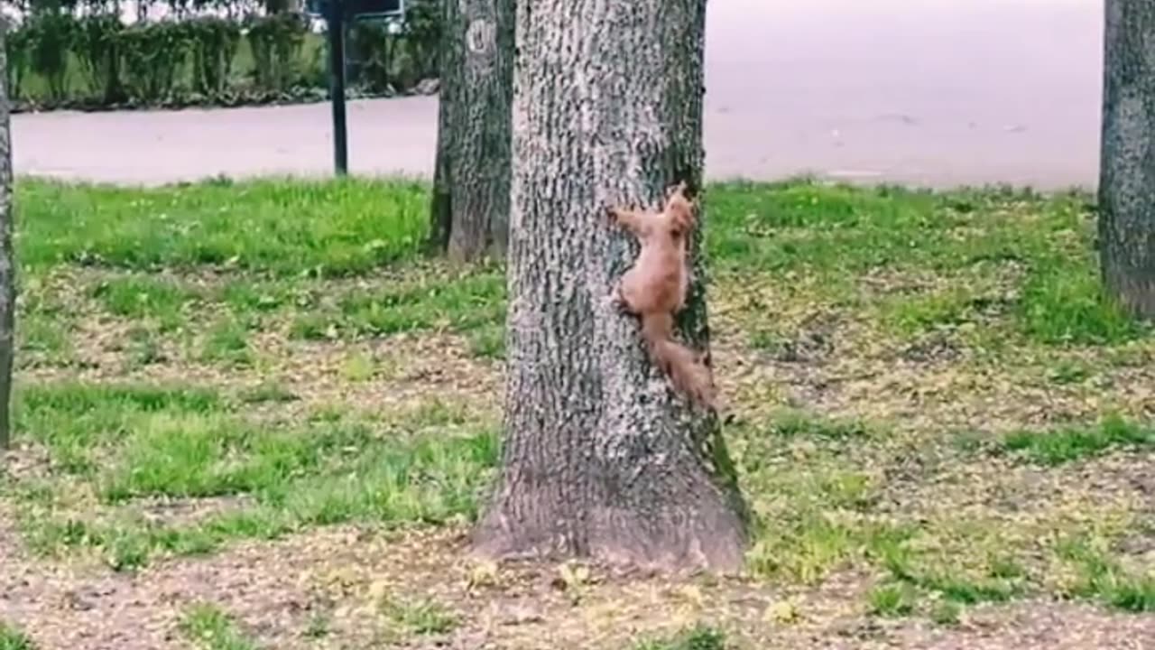 Crow chasing squirrel | Funny animal short video