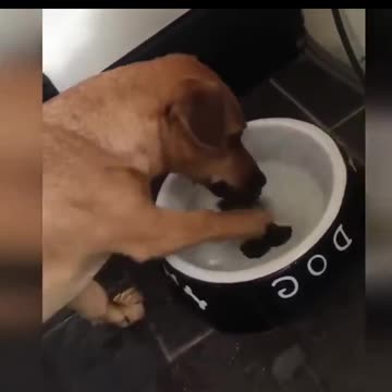 Funniest Cats And Dogs Videos 😂 - Best Funny Animal Videos 2023 😅 shorts