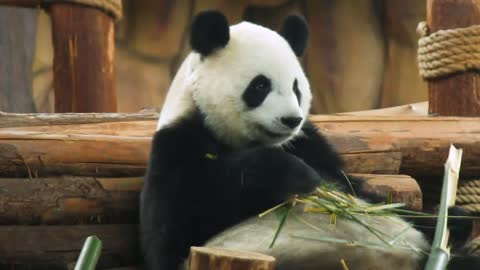 panda