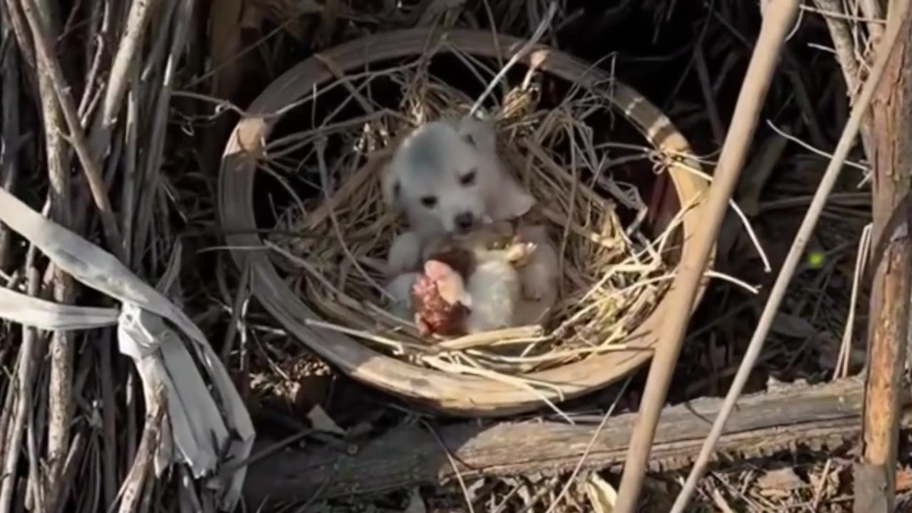 Dogs gnawing on chicken legs