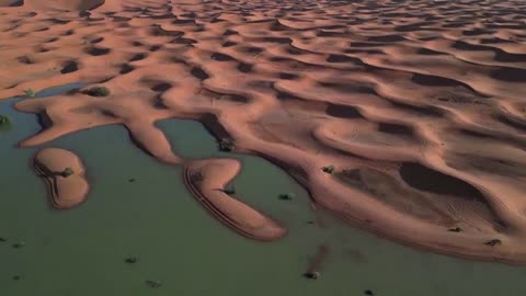 Flooded Palm Trees And Sand Dunes Across The Sahara Desert