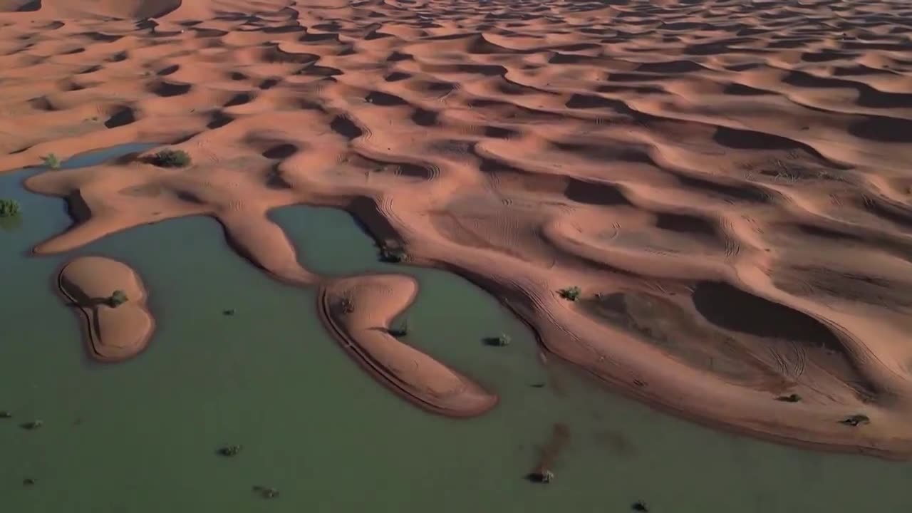 Flooded Palm Trees And Sand Dunes Across The Sahara Desert