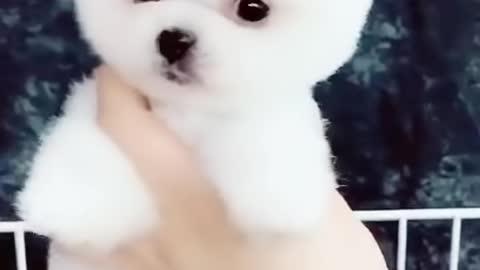 A cute puppy