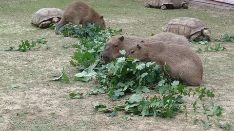 Turtles and capybaras eating together