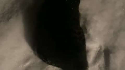 Cat and the snow