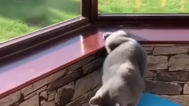 cute cat funny videos