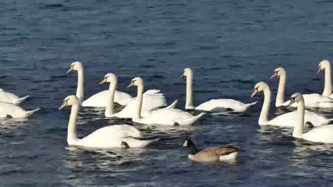 A group of white swans