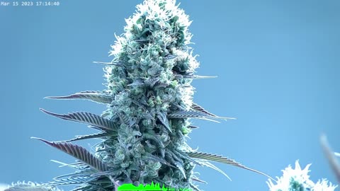 Day 55 of Flower and Day 0 of Flower