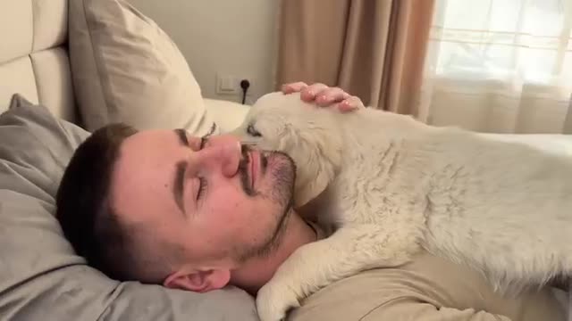 Cute Golden Retriever Puppy Shows Love For Dad