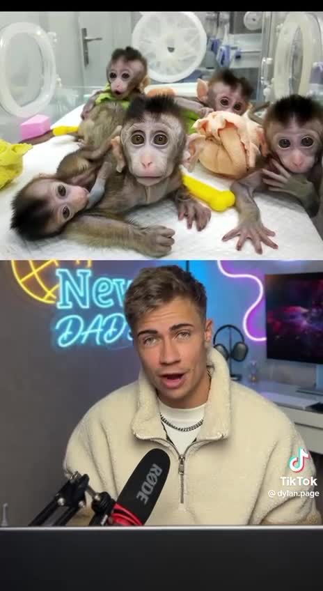 Human monkey hybrid in China