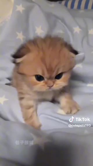 Kittens play time fun time