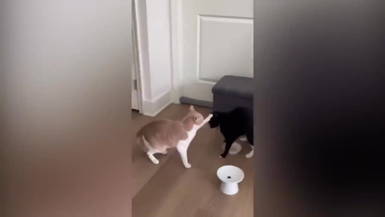 funny videos