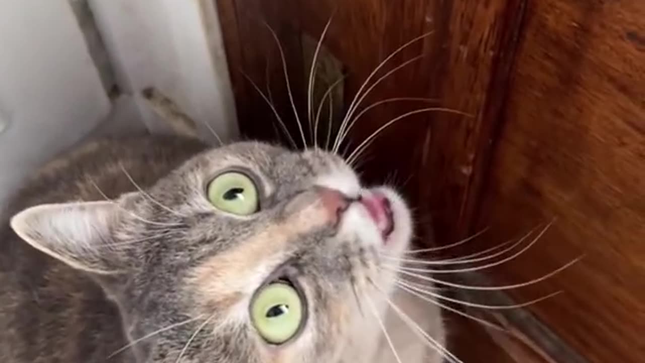 Nice and funny cat