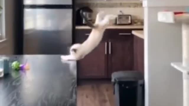 The falling cat