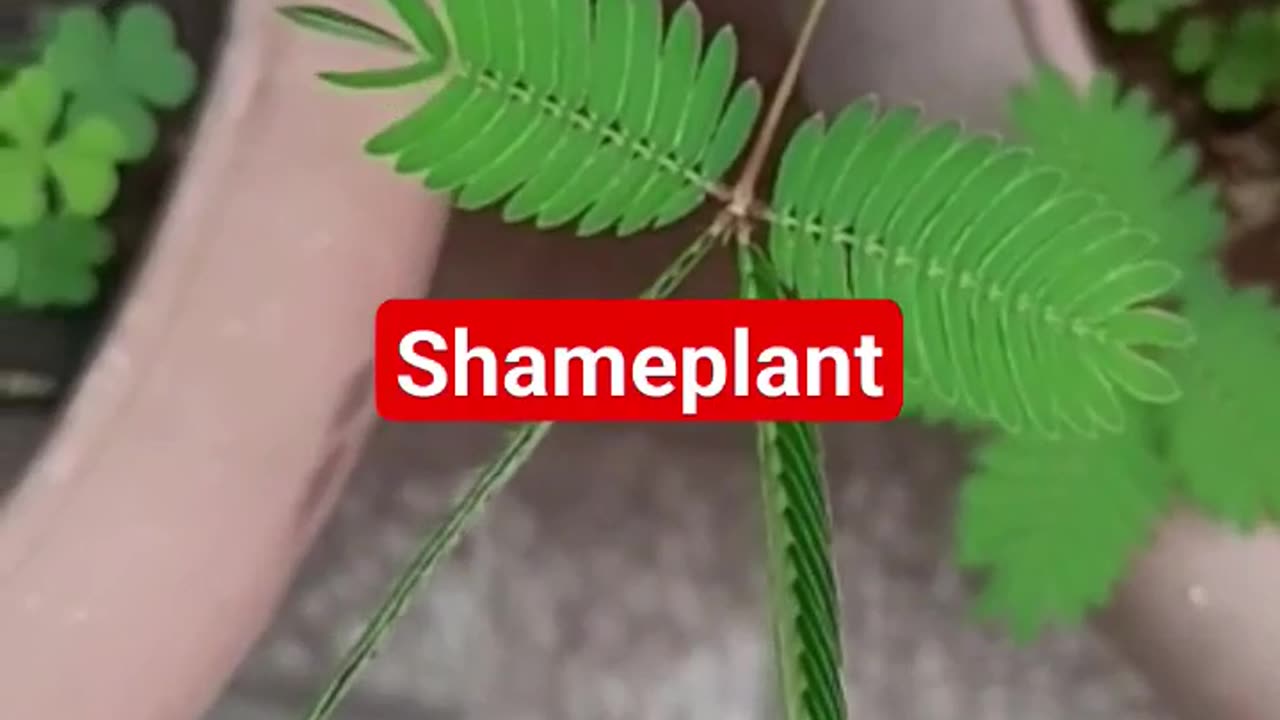 Shameplant