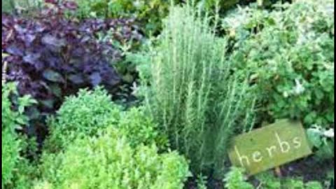 Herb Gardening